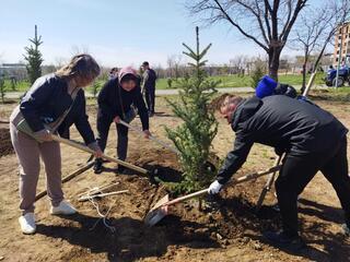 Более тысячи деревьев высадили в одном из карагандинских парков