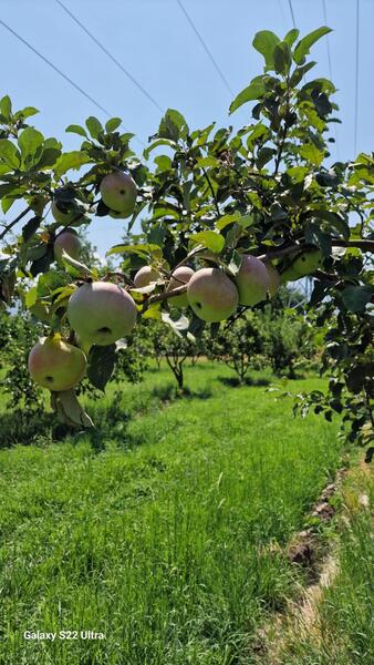МСХ РК продолжает работу по возрождению легендарного сорта яблони «Апорт»