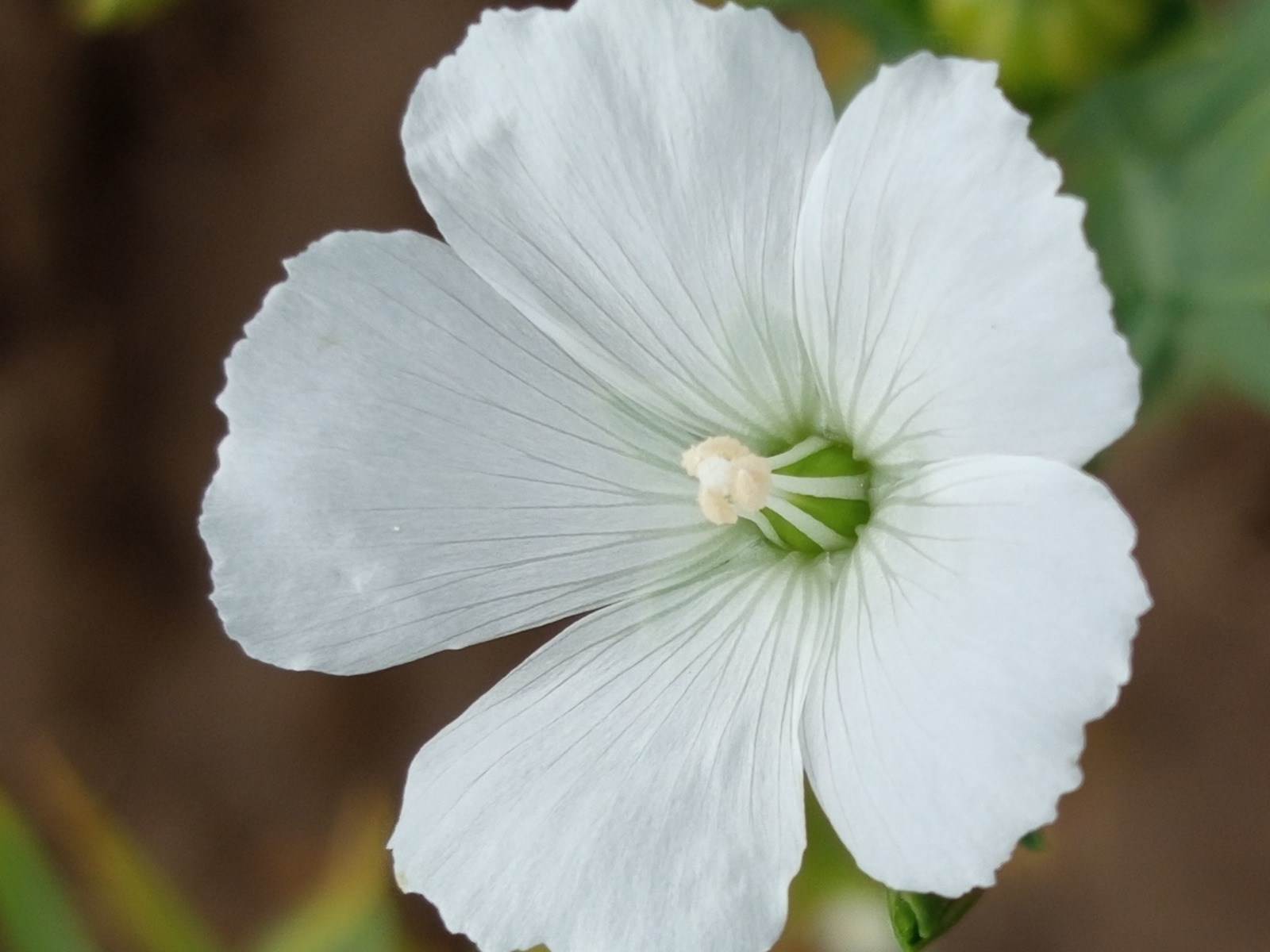 В Казахстане впервые ускорили селекцию льна: до четырёх поколений в год