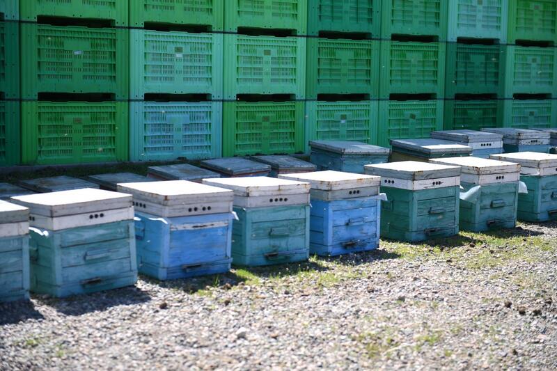 Яблоневые сады Алматинской области: от цветения к богатому урожаю