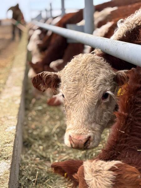 В Аксуатском районе ведется строительство нескольких объектов предпринимательства