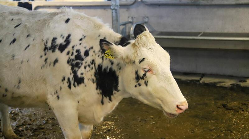 В ВКО состоялось открытие новой молочно-товарной фермы на 1075 голов