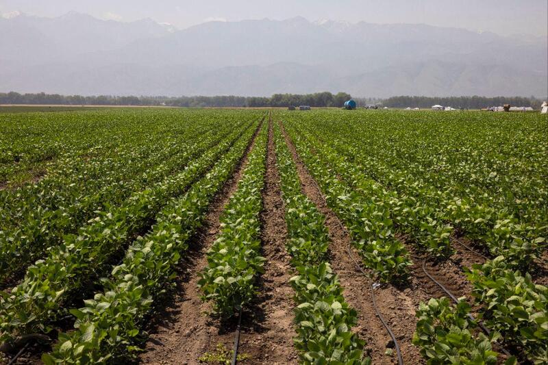 На Дне поля в Алматинской области обсудили развитие карбонового и органического земледелия