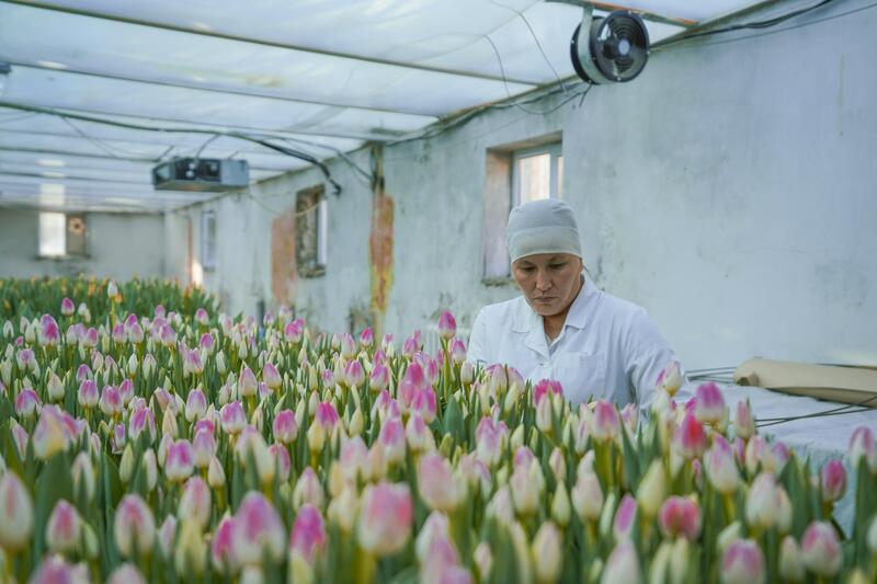 В ТУРКЕСТАНЕ В БОТАНИЧЕСКОМ САДУ УНИВЕРСИТЕТА ЗАЦВЕЛИ ТЮЛЬПАНЫ
