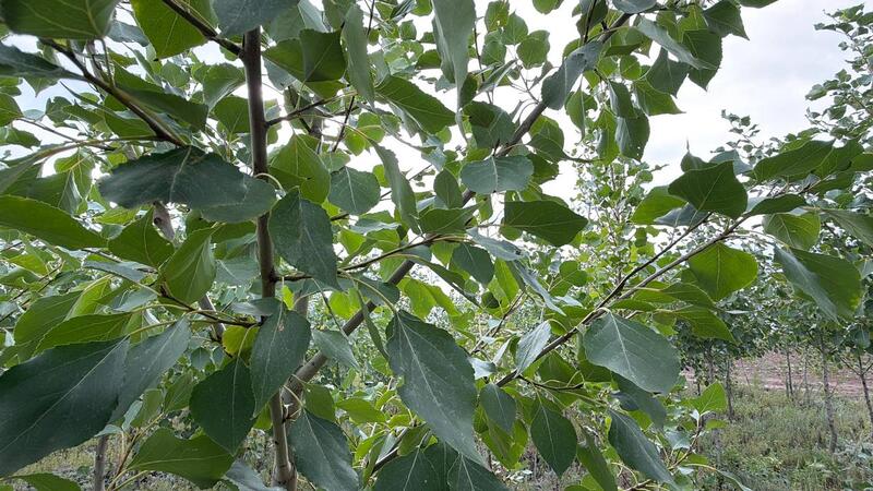 В Акмолинской области развивается производство отечественного посадочного материала