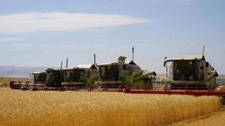 12,7 млн тонн зерновых намолочено в Казахстане