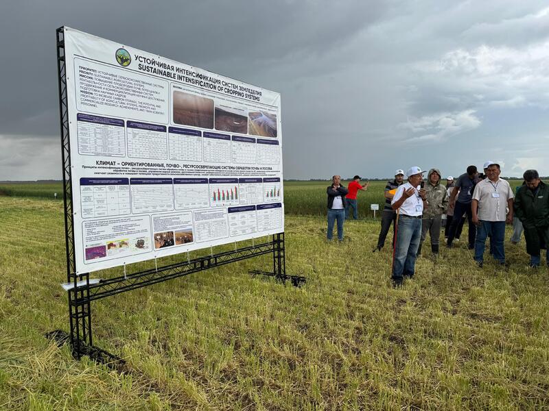 В НПЦЗХ им. А.И. Бараева прошел День поля