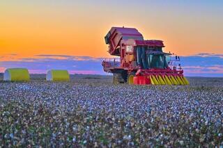 ТУРКЕСТАН: В ОТЫРАРСКОМ РАЙОНЕ СТАРТУЕТ ХЛОПКОУБОРОЧНАЯ КАМПАНИЯ