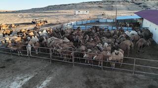 Современный цех по производству верблюжьего молока открылся в Мангистауской области