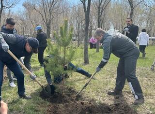 В Темиртау посадили 1200 деревьев