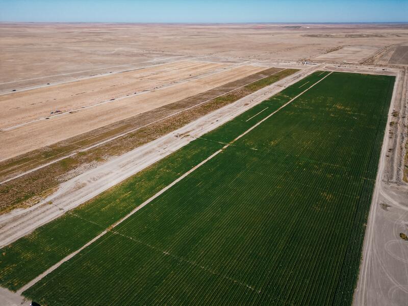 В Атырауской области объём производства сельскохозяйственной продукции достиг 116,8 млрд тенге