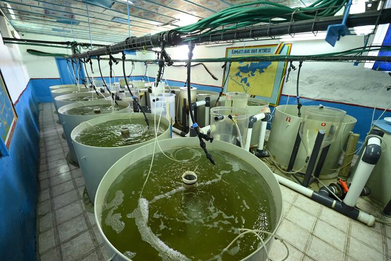 Аймақ басшысы «Қамыстыбас» балық питомнигінің жұмысымен танысты