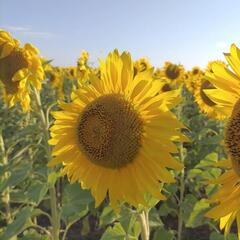 В Кокшетау построят маслоэкстракционный завод мощностью 300 тыс. тонн растительного масла в год