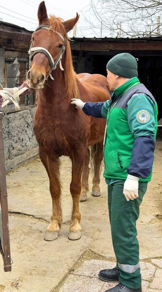 В Алматы бесплатно вакцинируют сельскохозяйственных животных