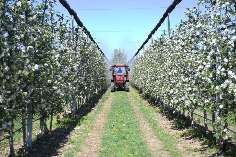Яблоневые сады Алматинской области: от цветения к богатому урожаю