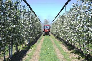 Яблоневые сады Алматинской области: от цветения к богатому урожаю