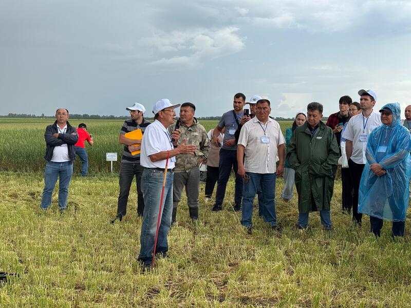 В НПЦЗХ им. А.И. Бараева прошел День поля