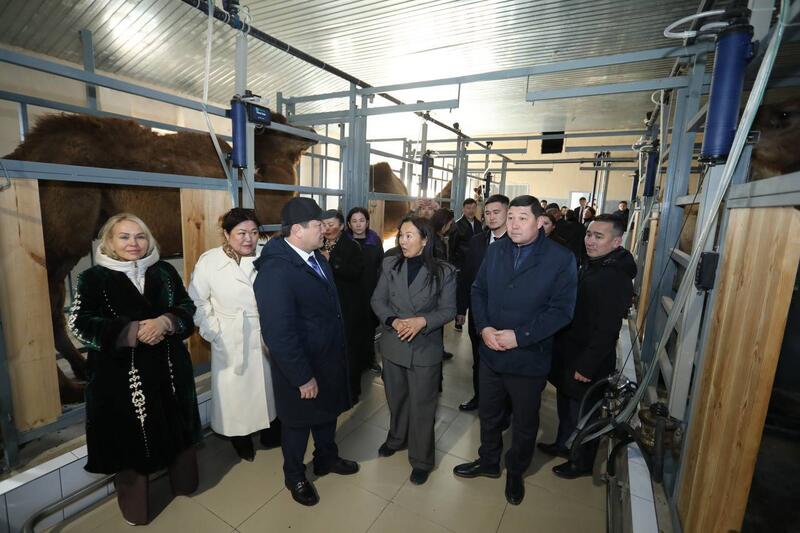 Нурдаулет Килыбай ознакомился с работой первого в Казахстане автоматизированного цеха по доению верблюдов.