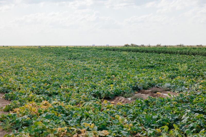 В Индерайском районе готовятся 62 тысячи тонн сена и 1 300 га зерновых для зимнего периода