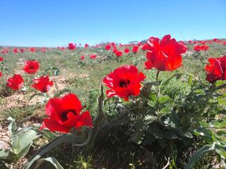 В ТУРКЕСТАНСКОЙ ОБЛАСТИ ПРОШЛА ЭКОЛОГИЧЕСКАЯ АКЦИЯ ПО ЗАЩИТЕ ТЮЛЬПАНОВ