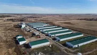 В Акмолинской области наращивают производство пищевого яйца