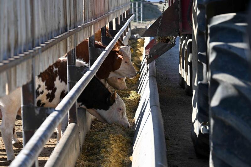 Аким области посетил агропромышленный комплекс «Елим-ай Кокпекты»