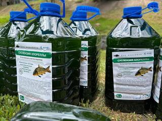 Экоакцию по очистке ручья Сарыбулак провели в Астане