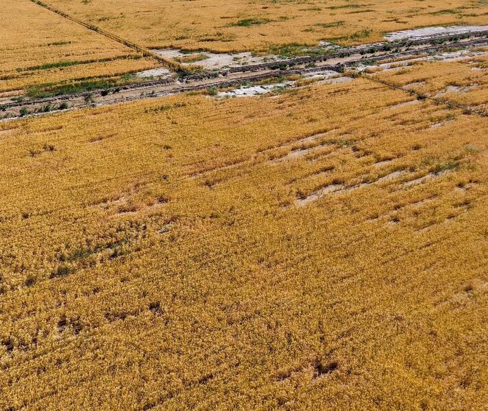 ТУРКЕСТАНСКАЯ ОБЛАСТЬ ЛИДИРУЕТ В РЕСПУБЛИКЕ ПО ВНЕДРЕНИЮ ВОДОСБЕРЕГАЮЩИХ ТЕХНОЛОГИЙ