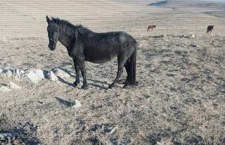 МВД пресекло деятельность двух групп скотокрадов в Жамбылской области
