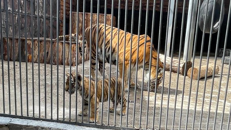 Амурским тигрятам в Караганде дали имена