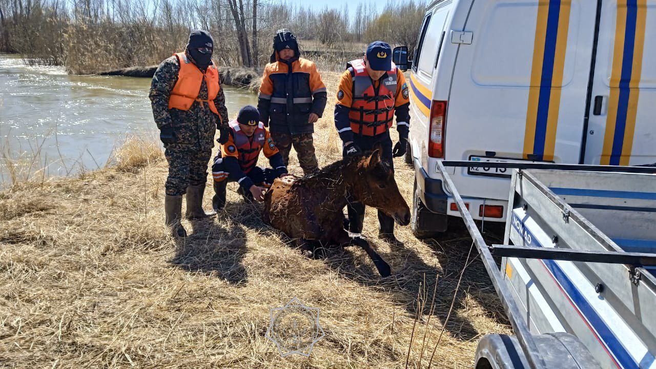 В 2025 году спасатели МЧС спасли более 400 животных по всей стране