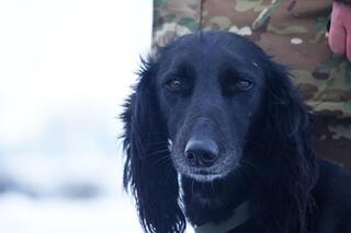Четвероногий «солдат» служит в войсковой части Вооруженных сил