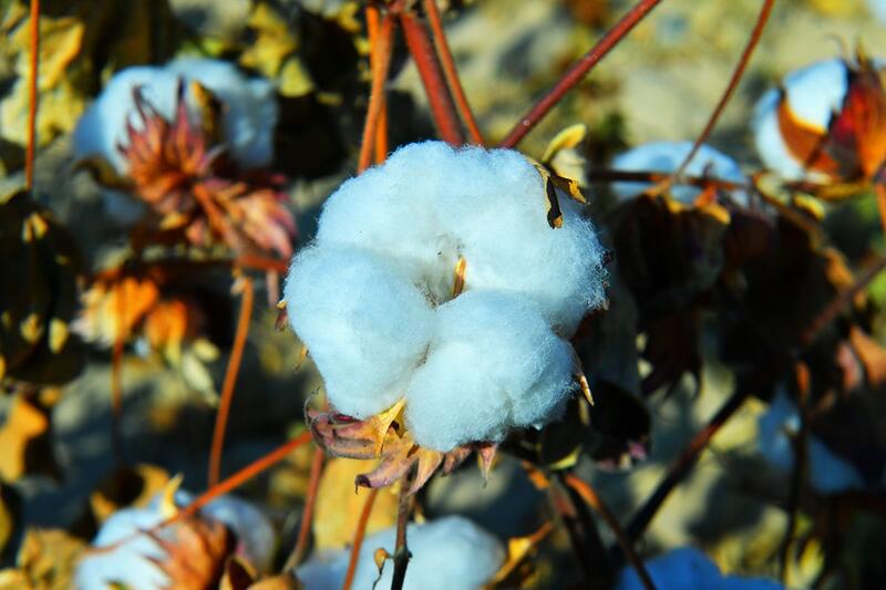 АПК Туркестанской области показывает высокие темпы развития