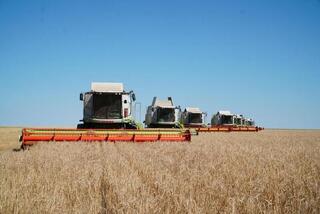 6 млн тонн: Акмолинская область готова побить рекорд за 13 лет