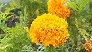 Озеленение Караганды: свыше полутора миллионов цветов украсят город этим летом