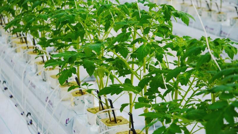 Тепличный комплекс мощностью 27 000 тонн овощной продукции в год запустили в Туркестанской области