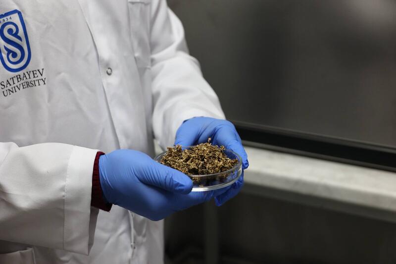 Ученые Сатпаева разработали ценные материалы из сельхозотходов
