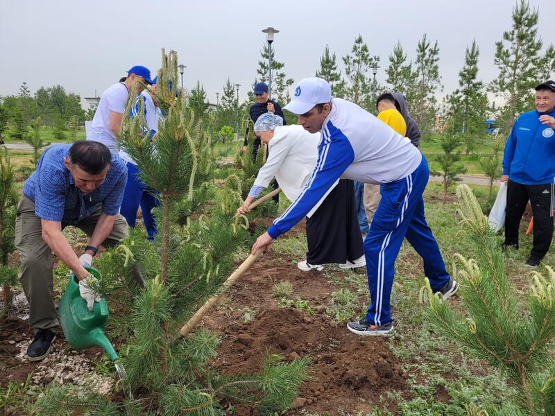 «Таза Қазақстан»: к 100-летию Ассоциации «Динамо» в столице высажено 150 саженцев сосны