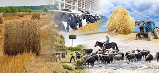 Онлайн-этап сельхозпереписи для сельхозформирований продлен до 20 сентября