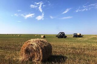 24,4 млн тонн кормов заготовлено в Казахстане