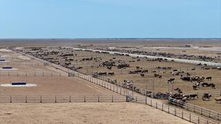 В ТУРКЕСТАНСКОЙ ОБЛАСТИ СТРОИТСЯ МЕГА-ФЕРМА НА 50 ТЫСЯЧ ГОЛОВ