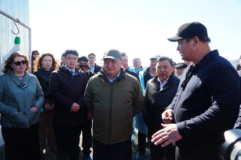 Калмыцкая порода КРС набирает популярность в Акмолинской области