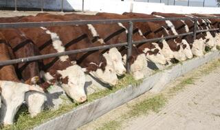 Жетісу облысында үш мыңнан астам шаруашылық мал өсірумен айналысады