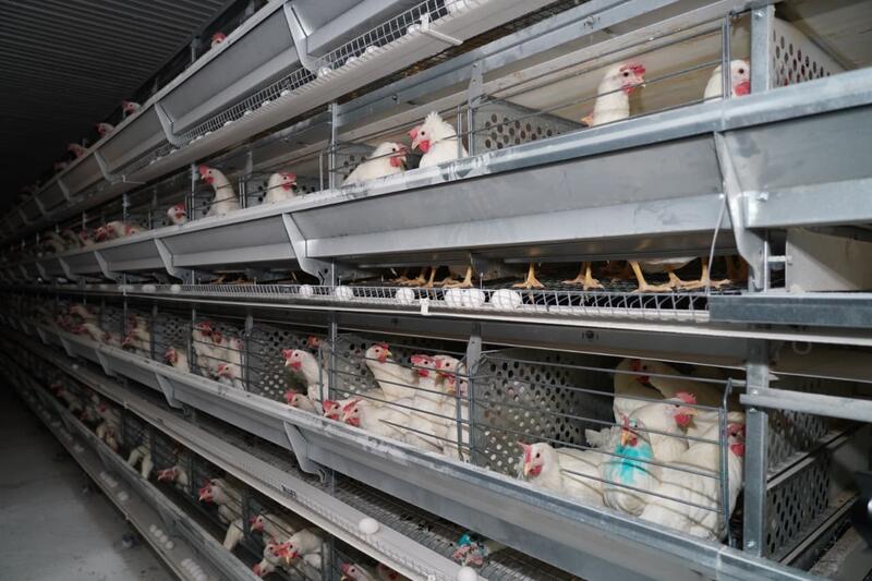 ТУРКЕСТАН: ПТИЦЕФАБРИКА В САРЫАГАШЕ ОБЕСПЕЧИВАЕТ РЕГИОН ОТЕЧЕСТВЕННОЙ ПРОДУКЦИЕЙ