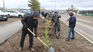 В Каркаралинске высадили 100 сосен к 80-летию Токтара Аубакирова  