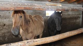 Каркаралинский район гордится своими производителями национального напитка