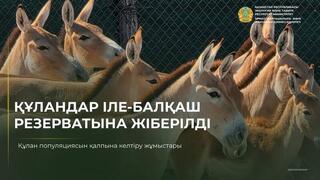 Куланы перемещены в резерват «Иле-Балхаш»