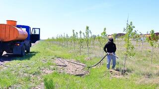 Озеленение с результатом: в Караганде продолжается посадка деревьев