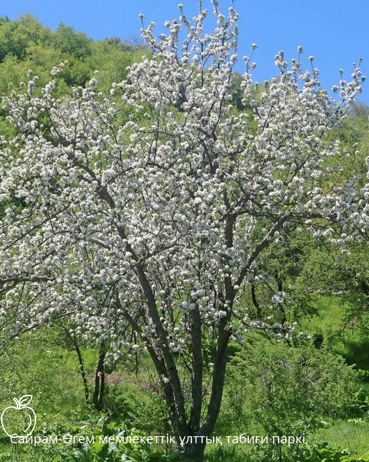 Яблоня Сиверса – предок культурных яблонь