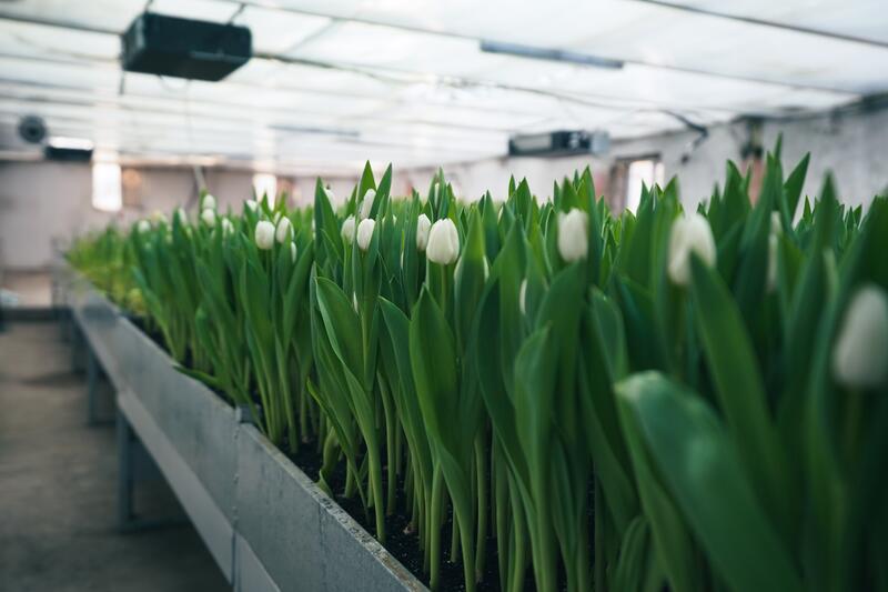 В ТУРКЕСТАНЕ В БОТАНИЧЕСКОМ САДУ УНИВЕРСИТЕТА ЗАЦВЕЛИ ТЮЛЬПАНЫ